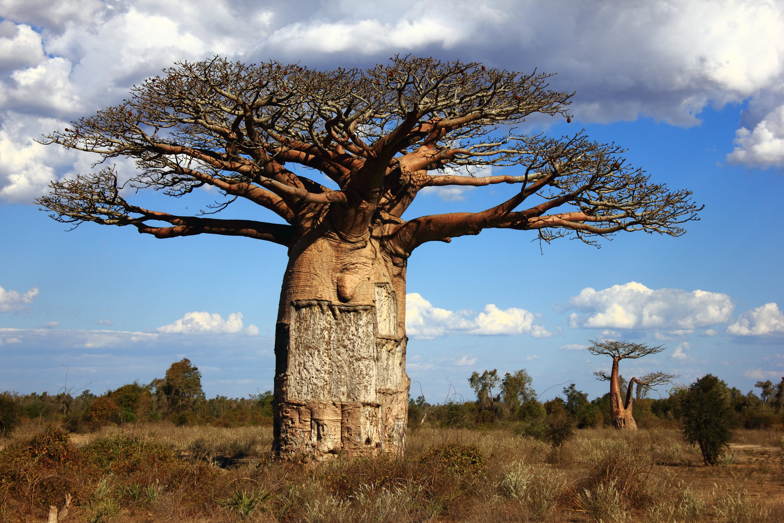 Il Baobab per vivere a lungo e in salute