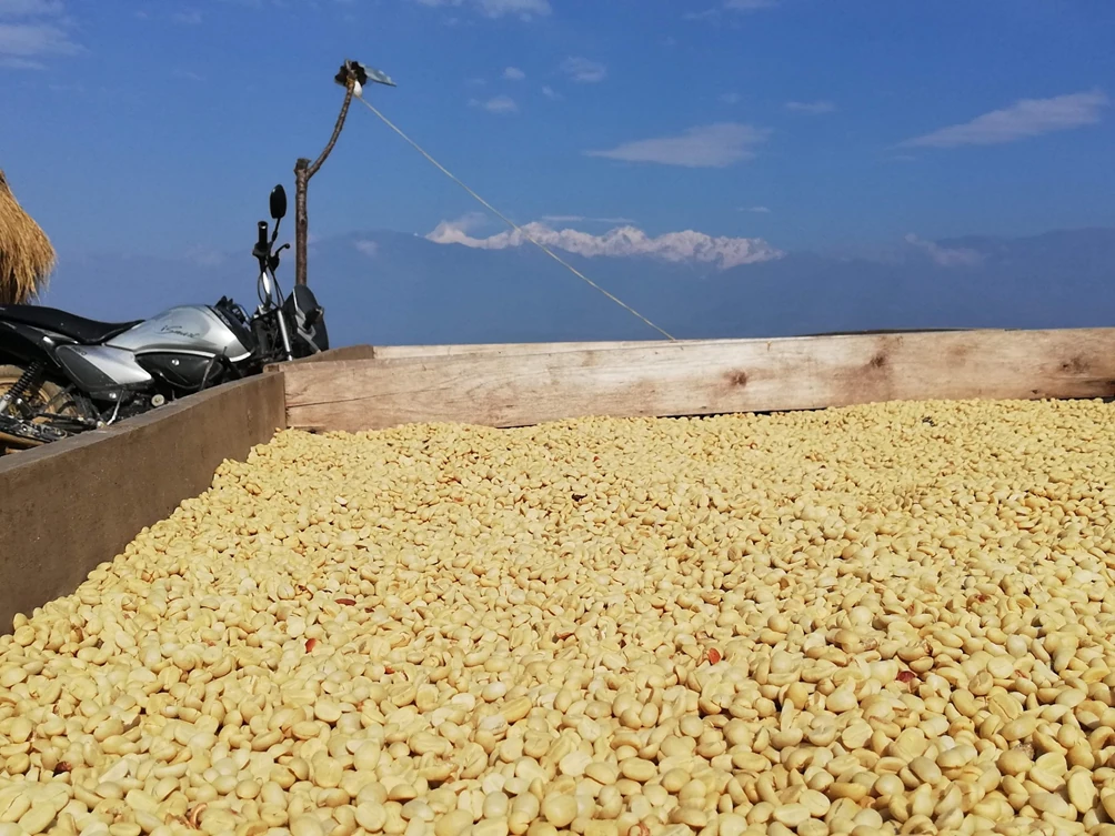 Caffè verde del nepal