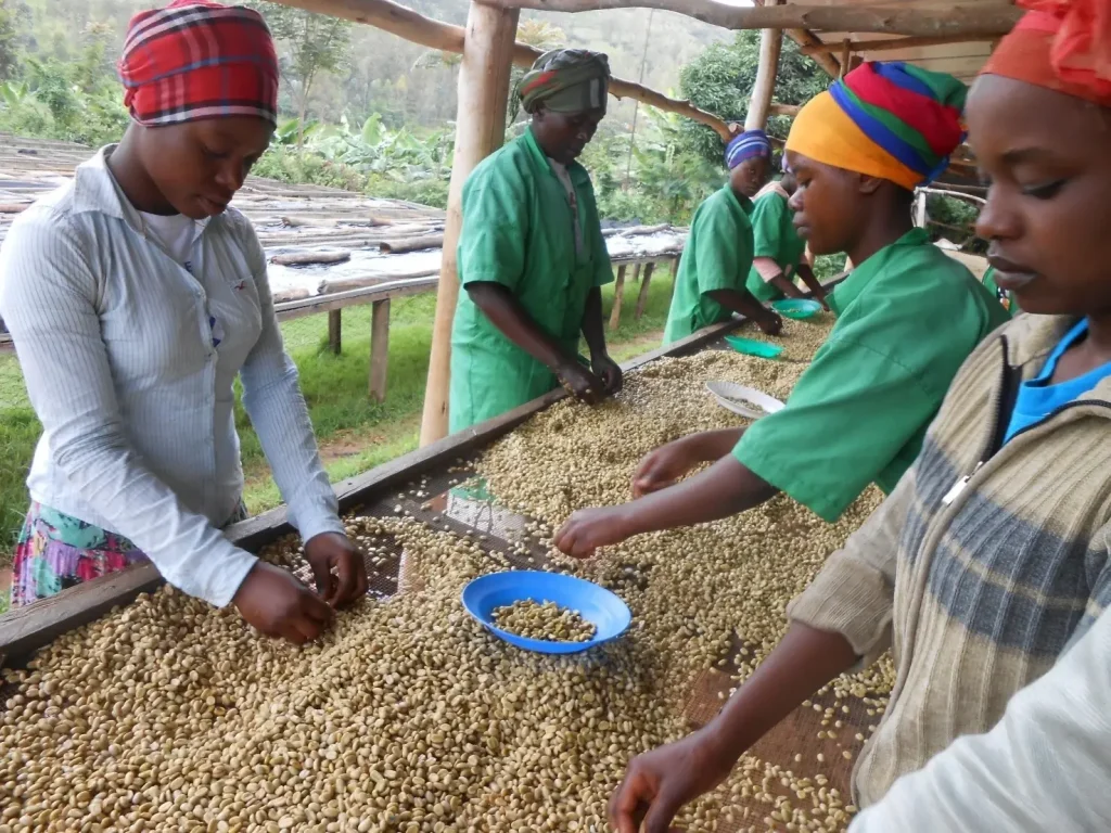 Donne Lavoratrici del muhondocoffeecompany ecco dove parte il Caffè Specialty Rwanda