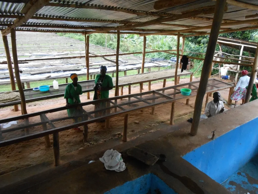 muhondo pulping station